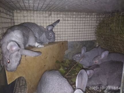 Кролики породы 