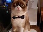 Невский маскарадный кот на вязку объявление продам
