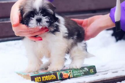 Мини триколорка