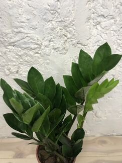 Замиокулькас Zamiifolia