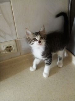 Полосатенький очаровашка