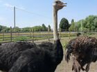 Экскурсии по страусиной ферме объявление продам