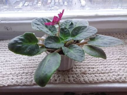 Фиалка ле-Вега 72 в горшке