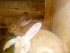 Кролики мясных пород французский баран и новозилан объявление продам