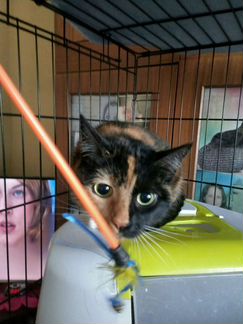 Красавица Тэя ищет дом