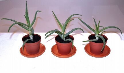 Комнатное растение-алоэ