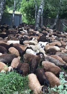 Барашки (кой, козу) овцы всегда наличие - фотография № 1