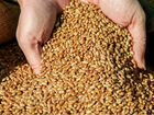 1 тонна пшеницы